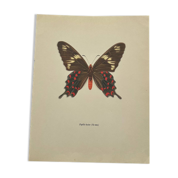 Gravure naturaliste papillon ancien planche botanique eau forte naturaliste