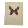 Naturalist engraving of an old butterfly botanical plate etching naturalist