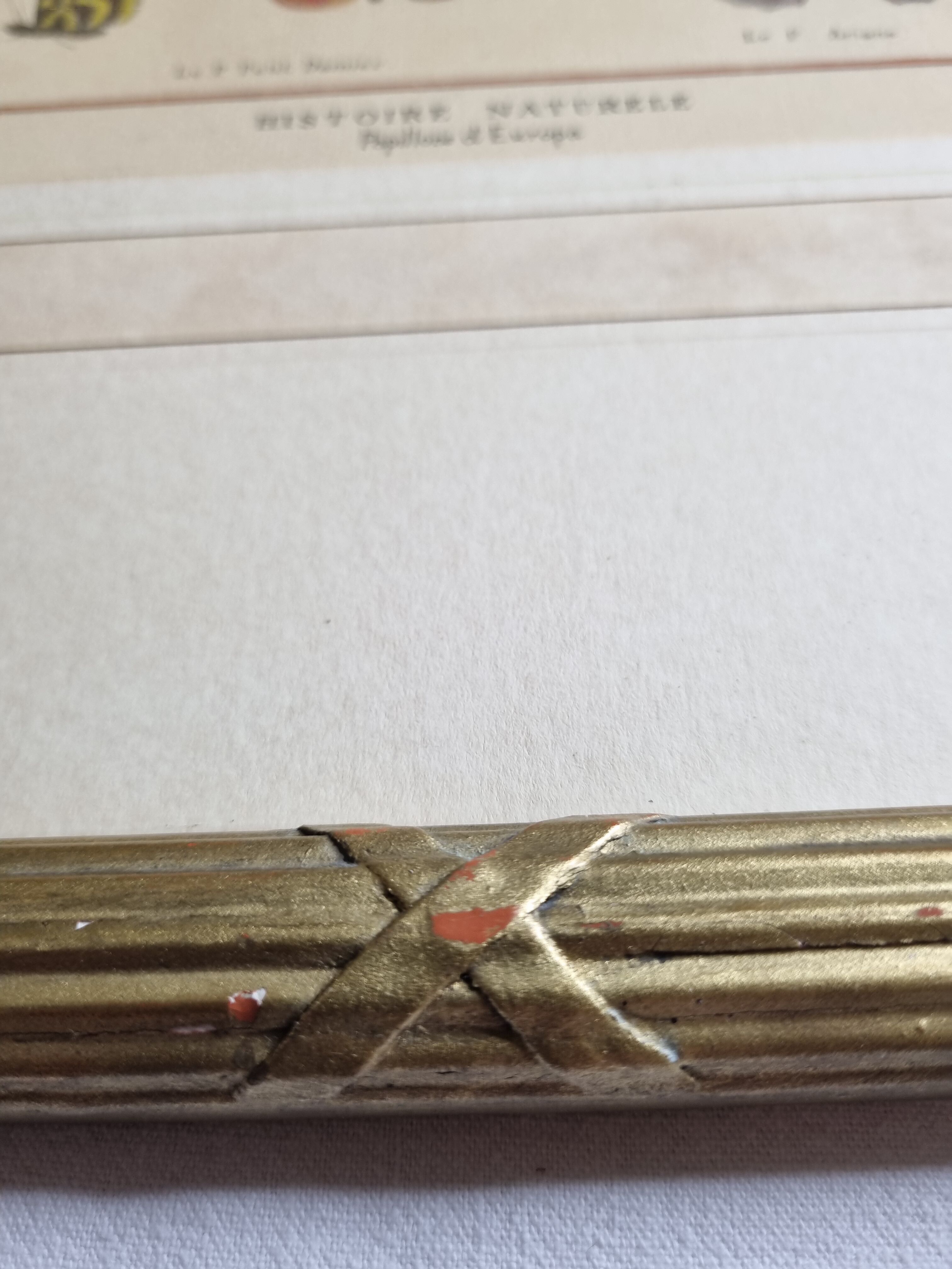 Natural history plate "The Butterflies of Europe", after Pietro Scattaglia, 18th century