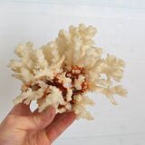 White coral
