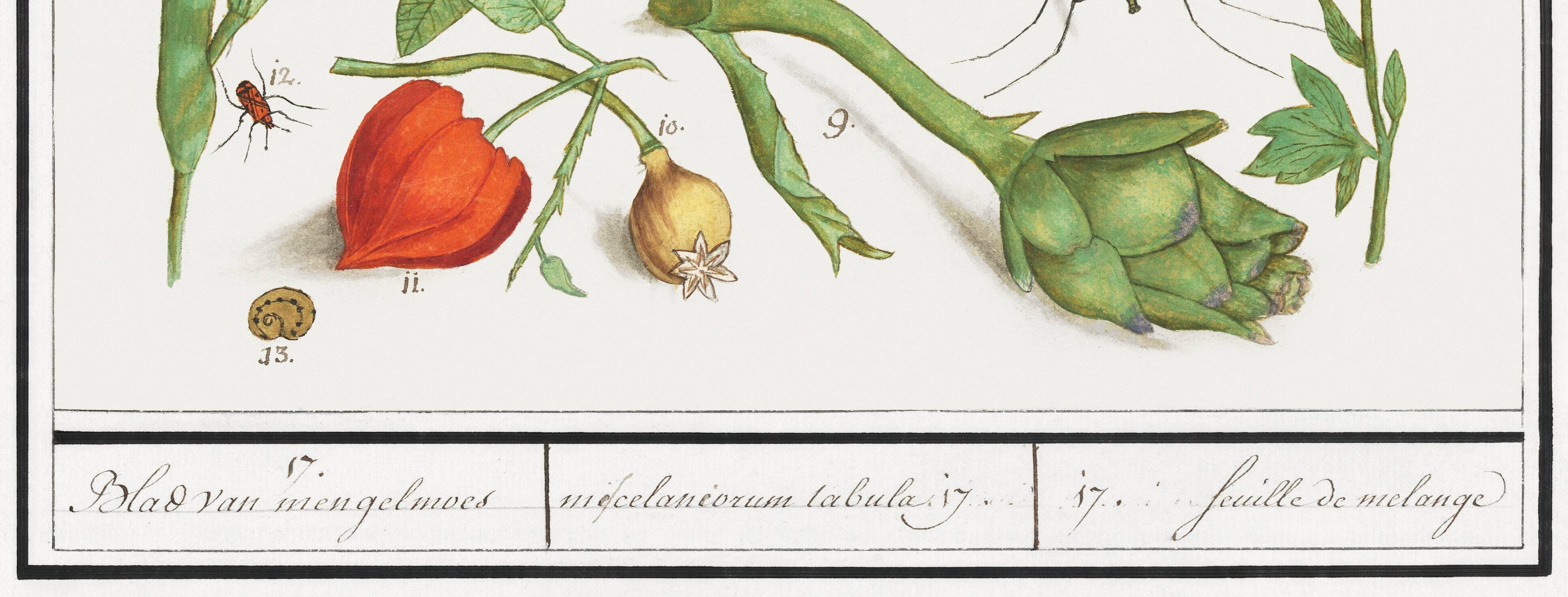Small poster about insects and flowers (physalis)