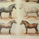 Old engraving 1922, Horse breeds 2, horses, riding • Lithograph, Original plate