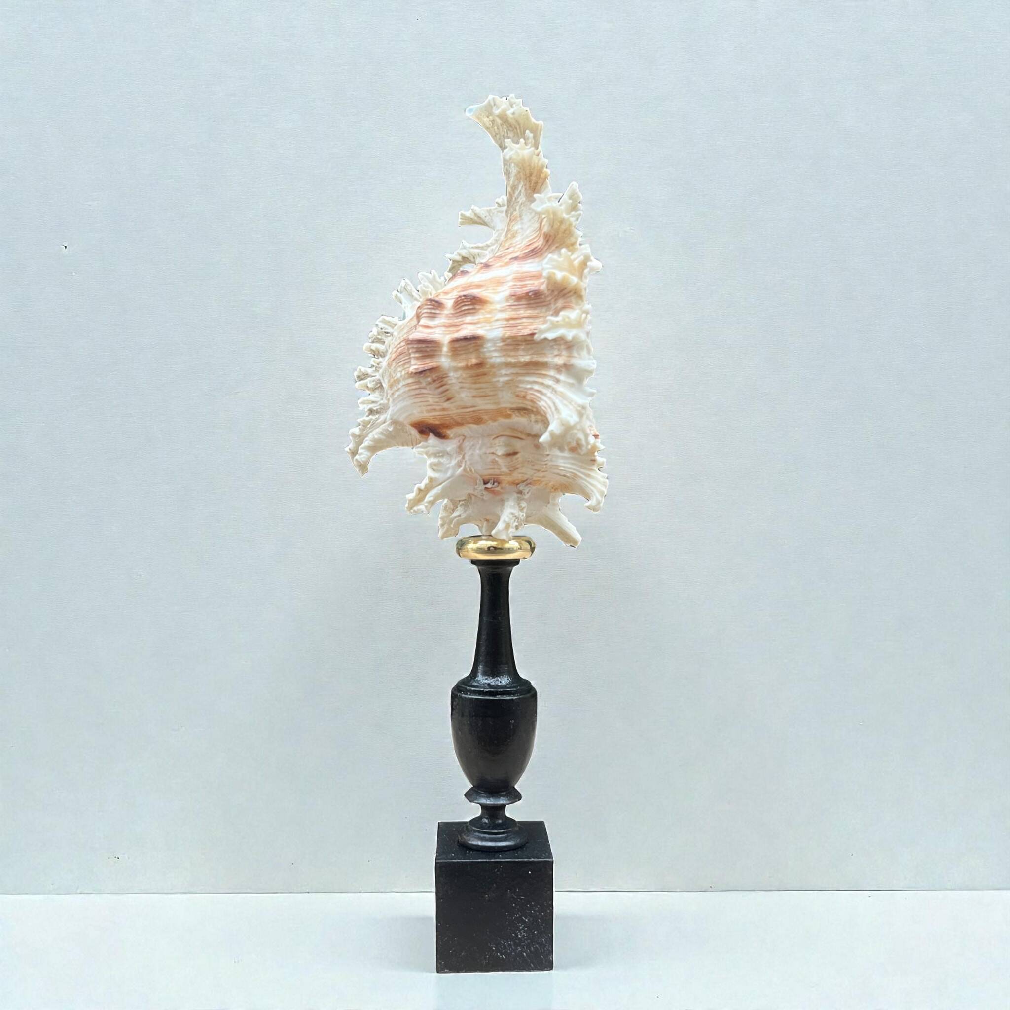 Murex shell on a turned blackened wooden base, 19th century.