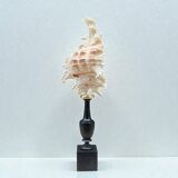 Murex shell on a turned blackened wooden base, 19th century.