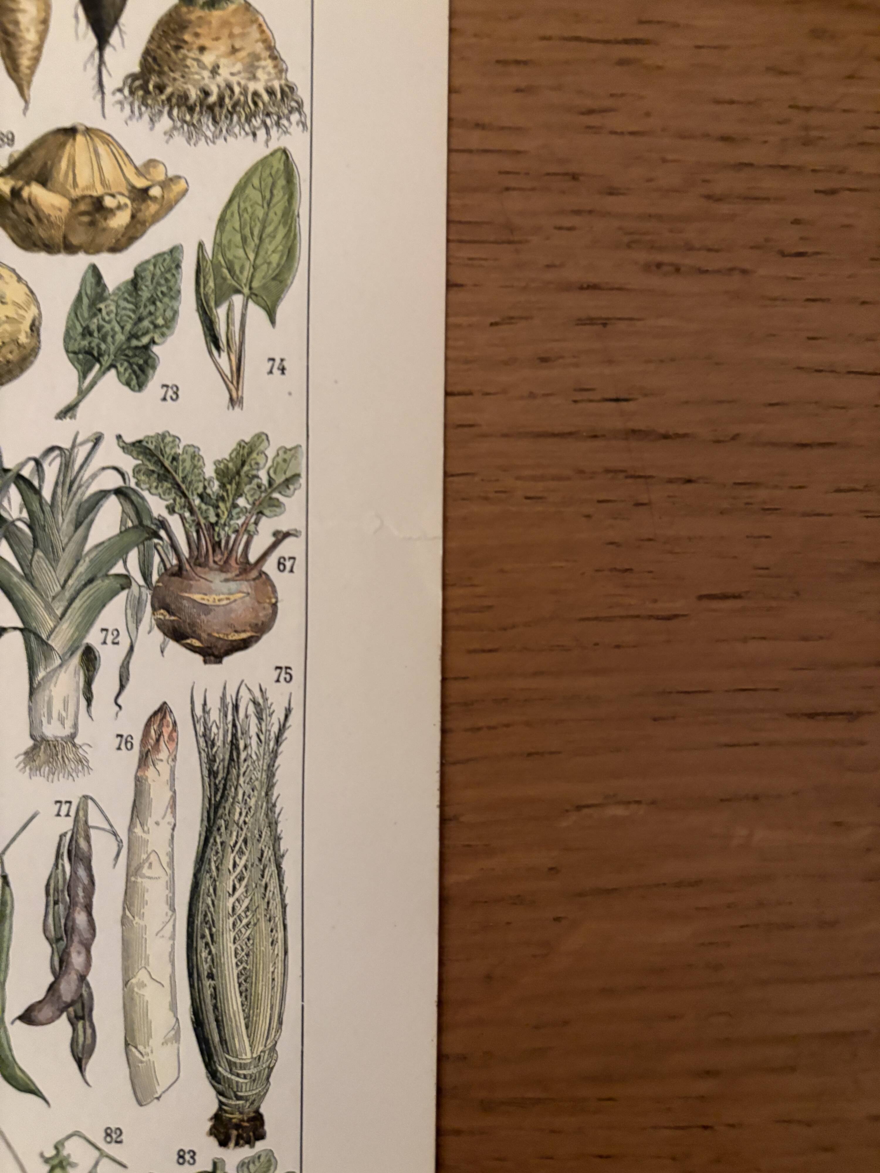 Old illustrated plate on vegetables and garden plants (1900)