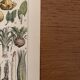 Old illustrated plate on vegetables and garden plants (1900)