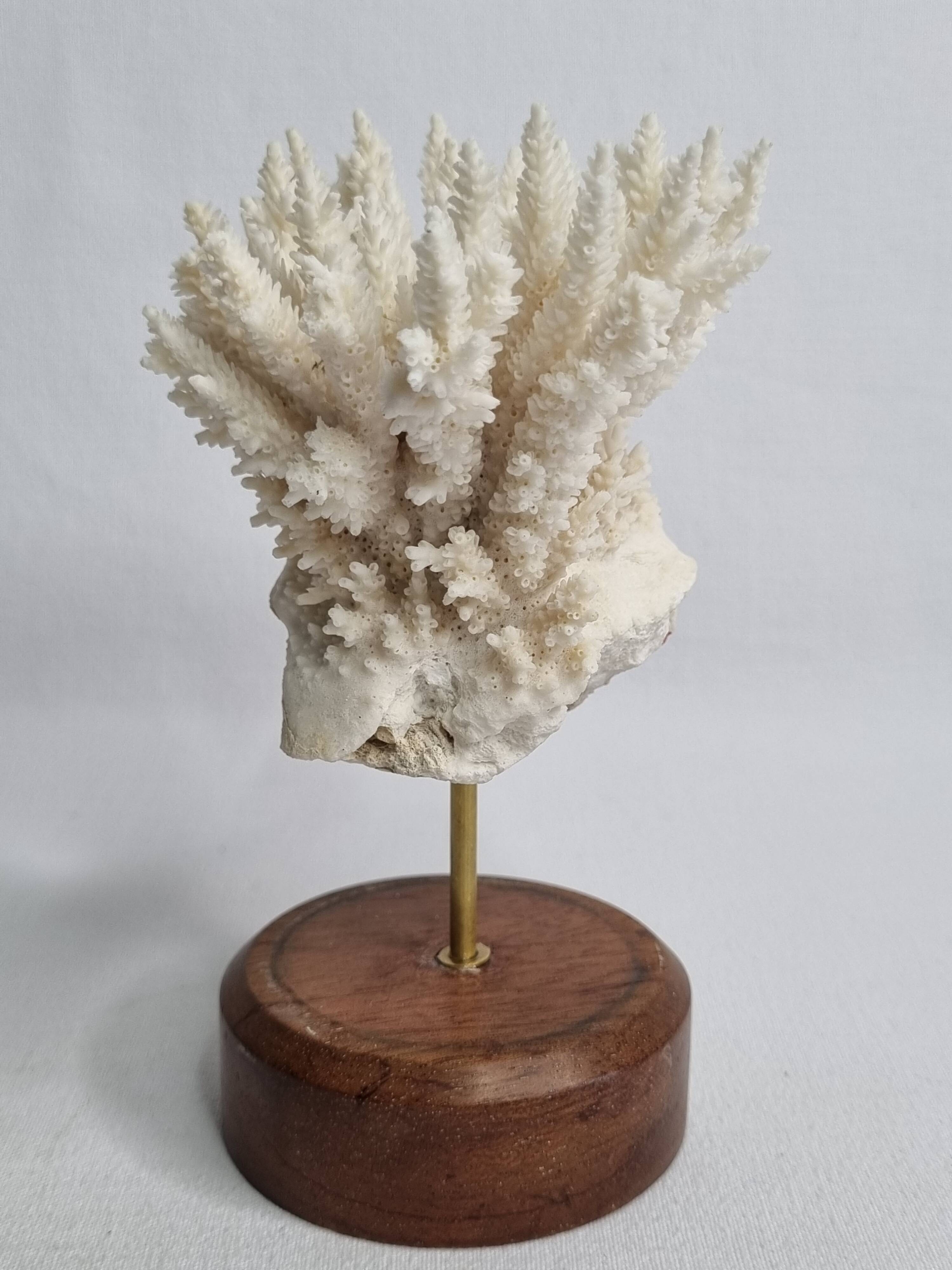 Antique white coral mounted on a wooden base, 15 cm