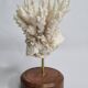 Antique white coral mounted on a wooden base, 15 cm