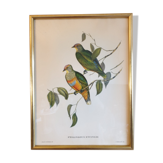 Educational engraving of century birds, 19th