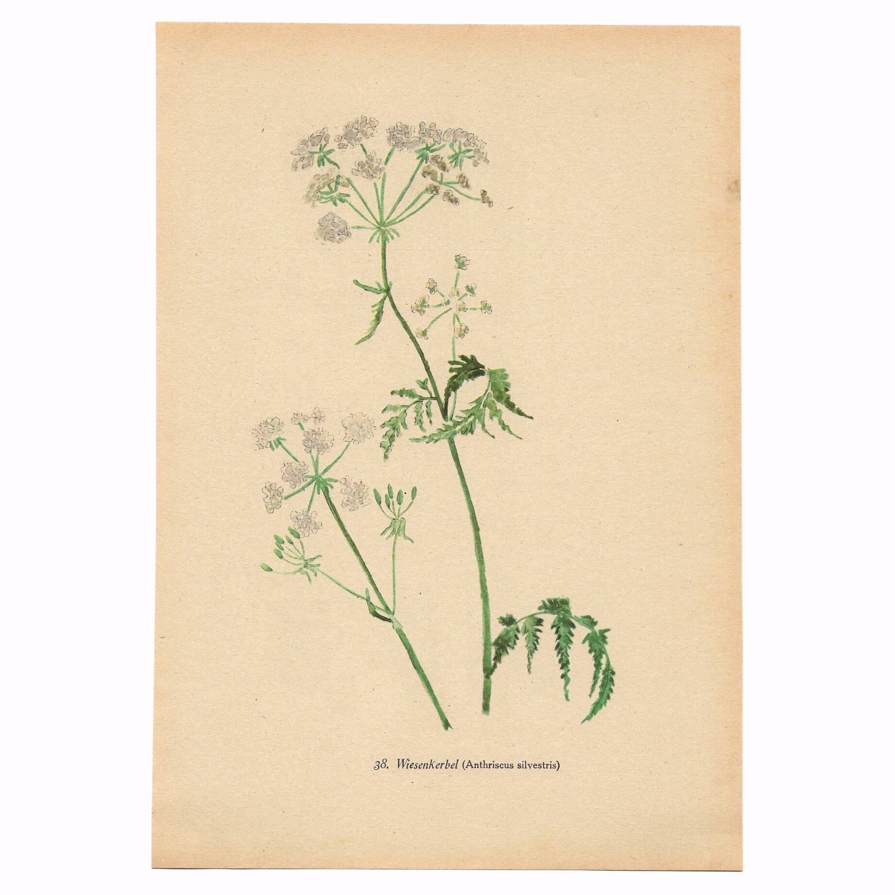 Illustration 1948 - Meadow Chervil by H. Strache - natural floral