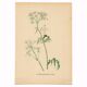 Illustration 1948 - Meadow Chervil by H. Strache - natural floral
