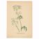 Illustration 1948 - Meadow Chervil by H. Strache - natural floral