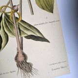 Gravure ancienne oiseau -Linotte Bleue- Planche ornithologique de Seligmann