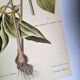 Antique bird engraving - Blue Linnet - Ornithological plate by Seligmann