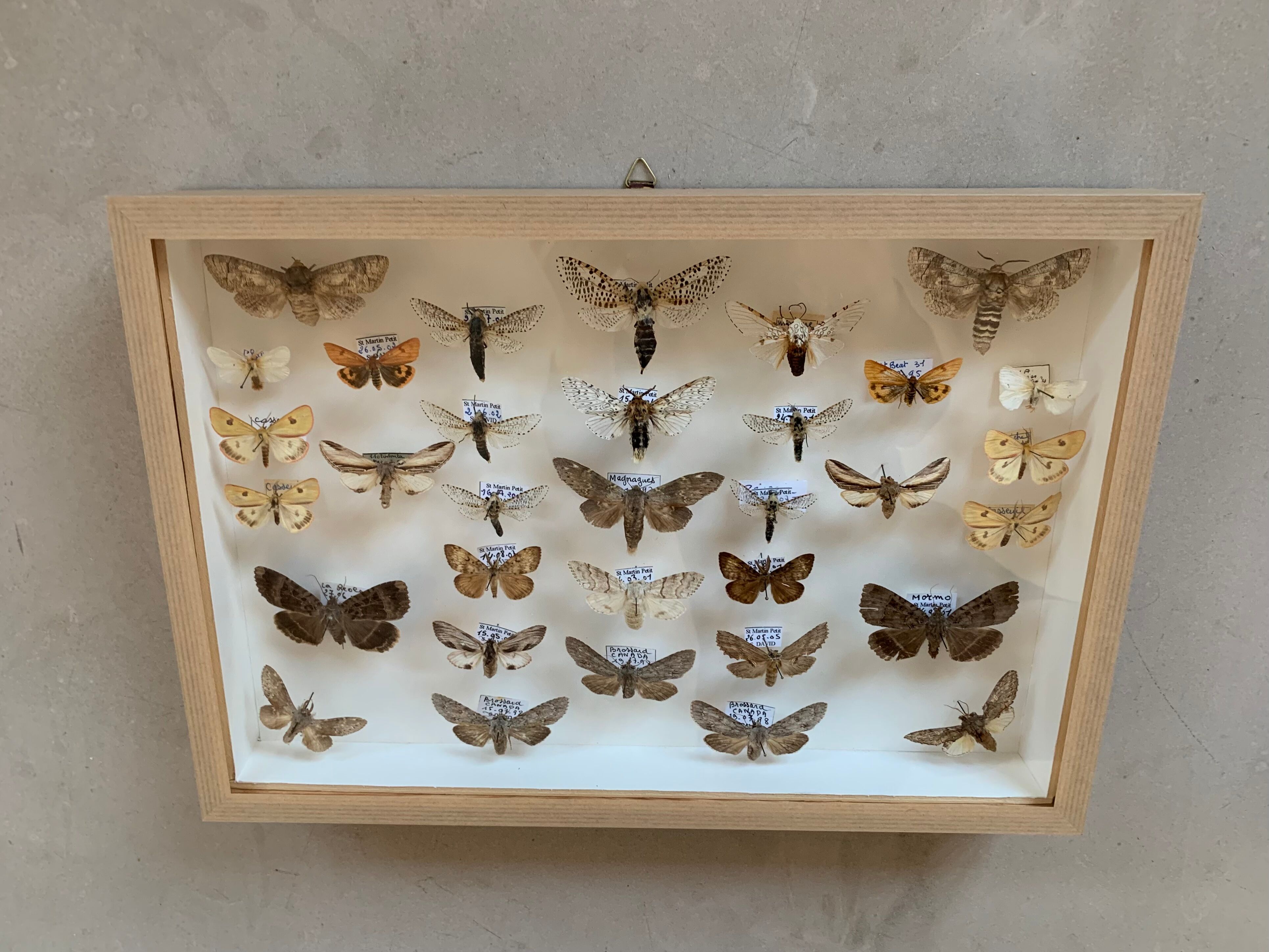 Butterfly frame stuffed under glass