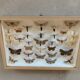 Butterfly frame stuffed under glass