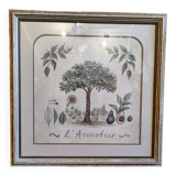 Tableau botanique L'Avocatier