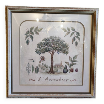 Botanical painting The Avocado Tree
