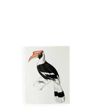 Bestiary plates from the Natural History Museum Giant Hornbill