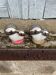 Antique porcelain salt and pepper shaker with mushrooms
