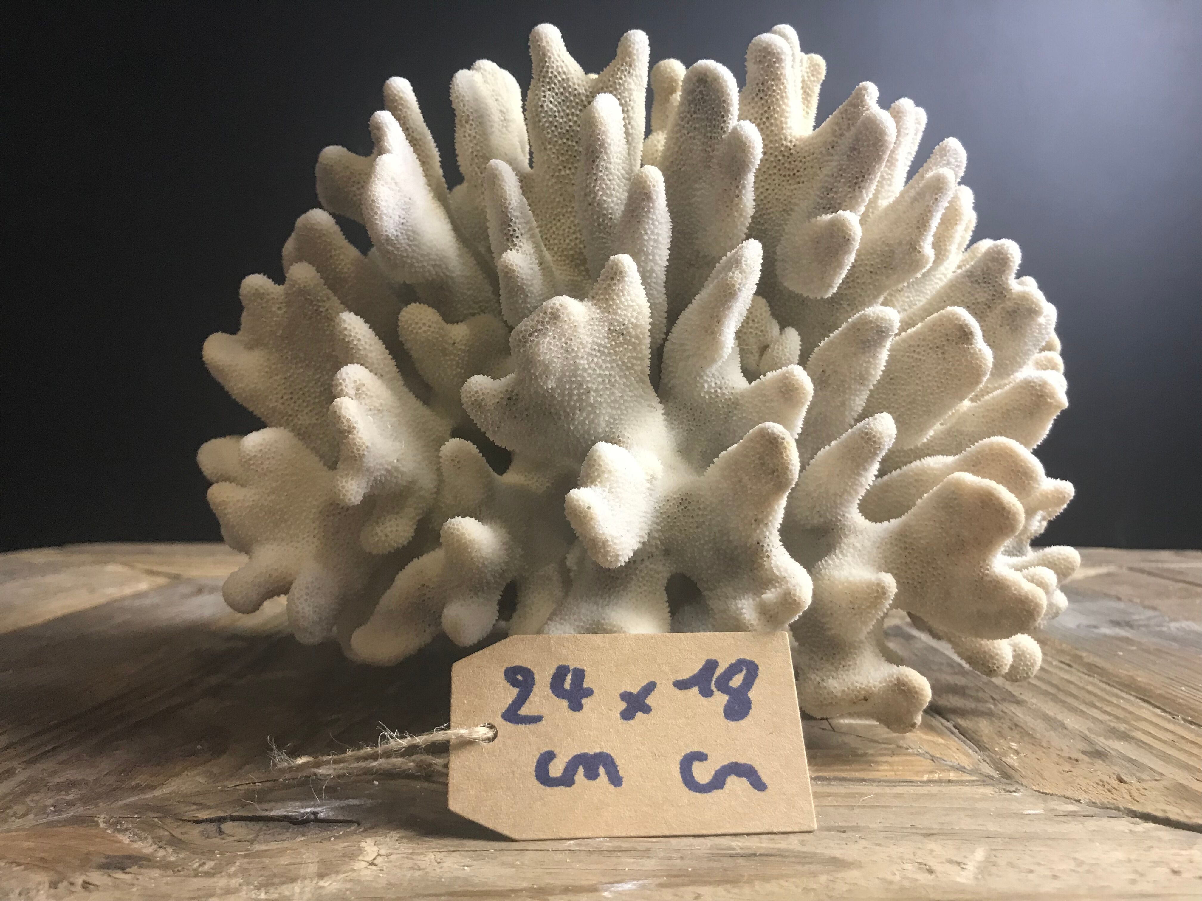 Elkhorn coral