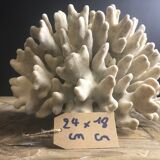 Elkhorn coral