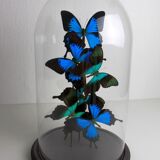 Flight of butterflies under globe