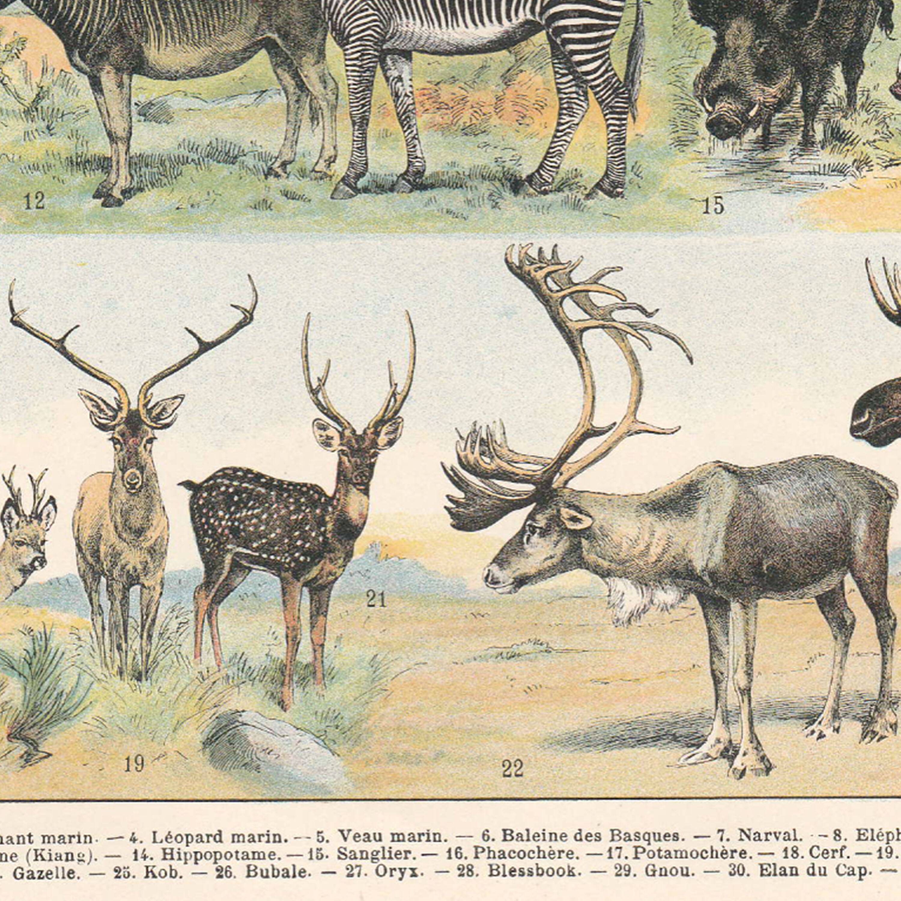 Old plate on mammals 1897