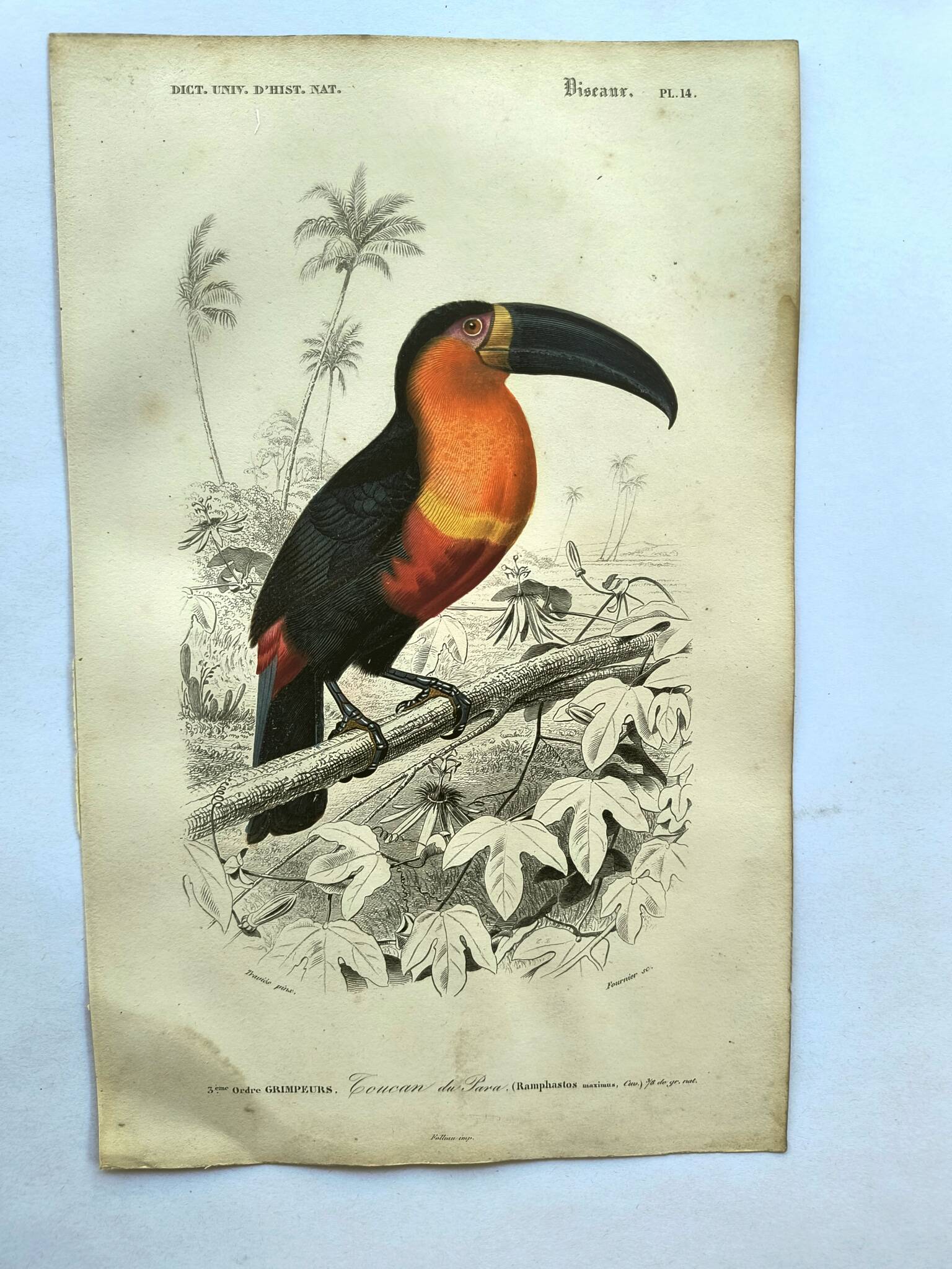 Gravure ancienne 1849 - Toucan par E.Travies. Lithographie iconique vintage