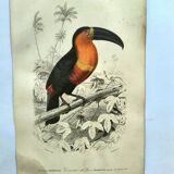 Gravure ancienne 1849 - Toucan par E.Travies. Lithographie iconique vintage