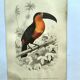 Antique engraving 1849 - Toucan by E. Travies. Vintage iconic lithograph