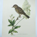 Old bird plate from the 1960s - Meadow Pipit - Zoological and ornithological illustration