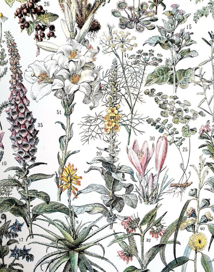 Duo of plates on medicinal plants