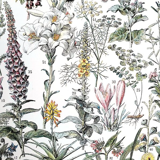 Duo of plates on medicinal plants