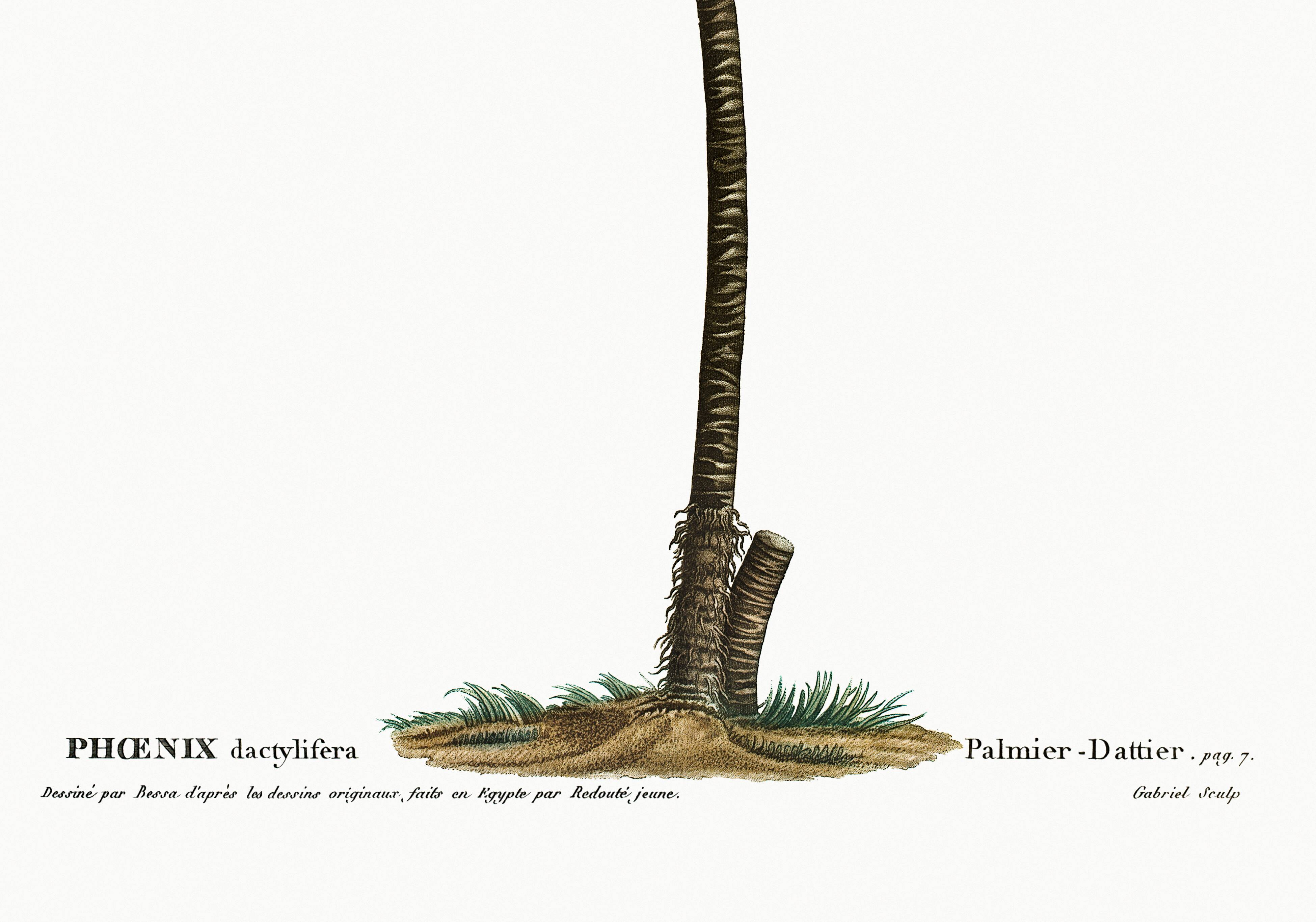 Botanical poster of the Date Palm, after an old engraving