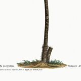Botanical poster of the Date Palm, after an old engraving