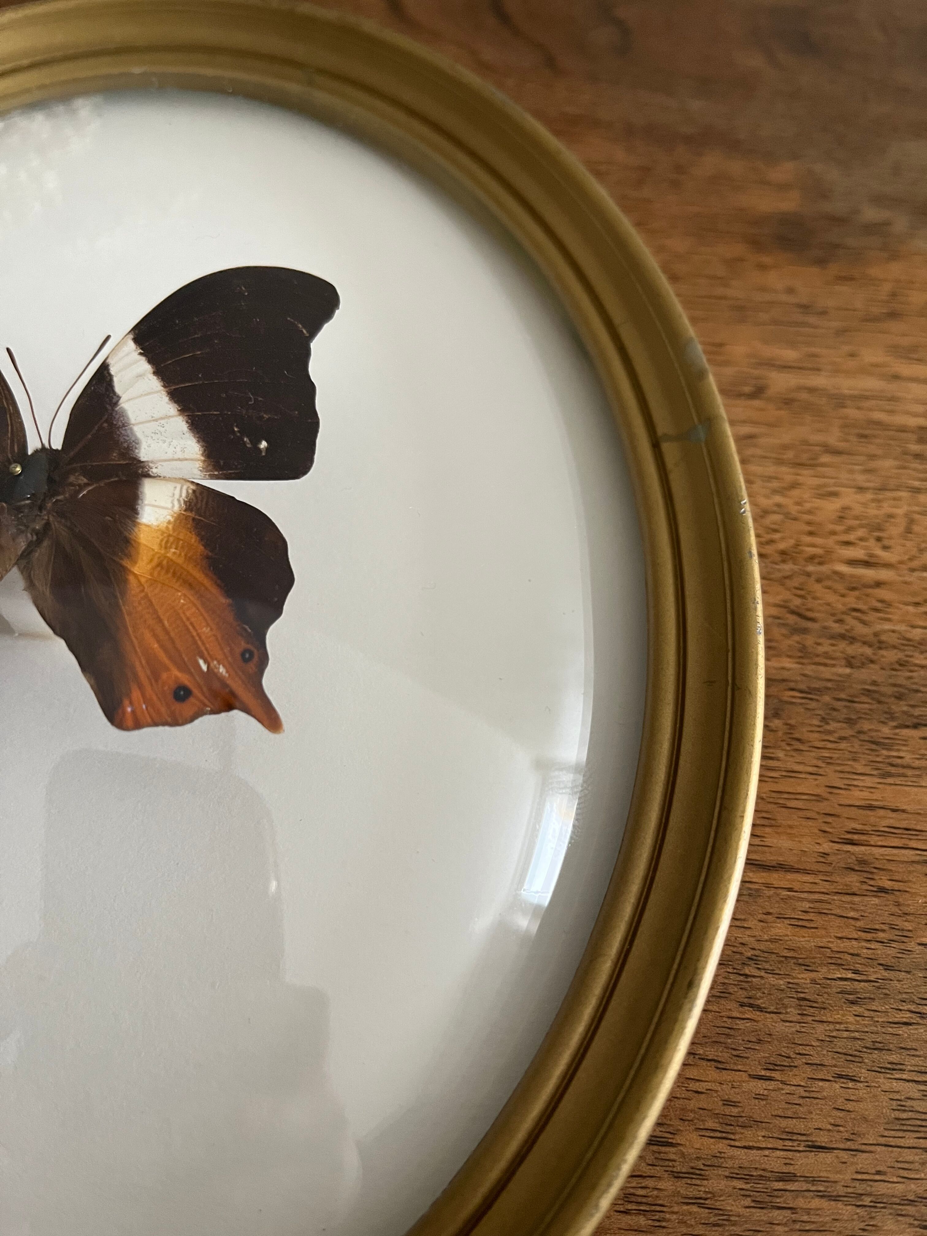 Butterfly frame naturalized curved glass