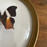Butterfly frame naturalized curved glass