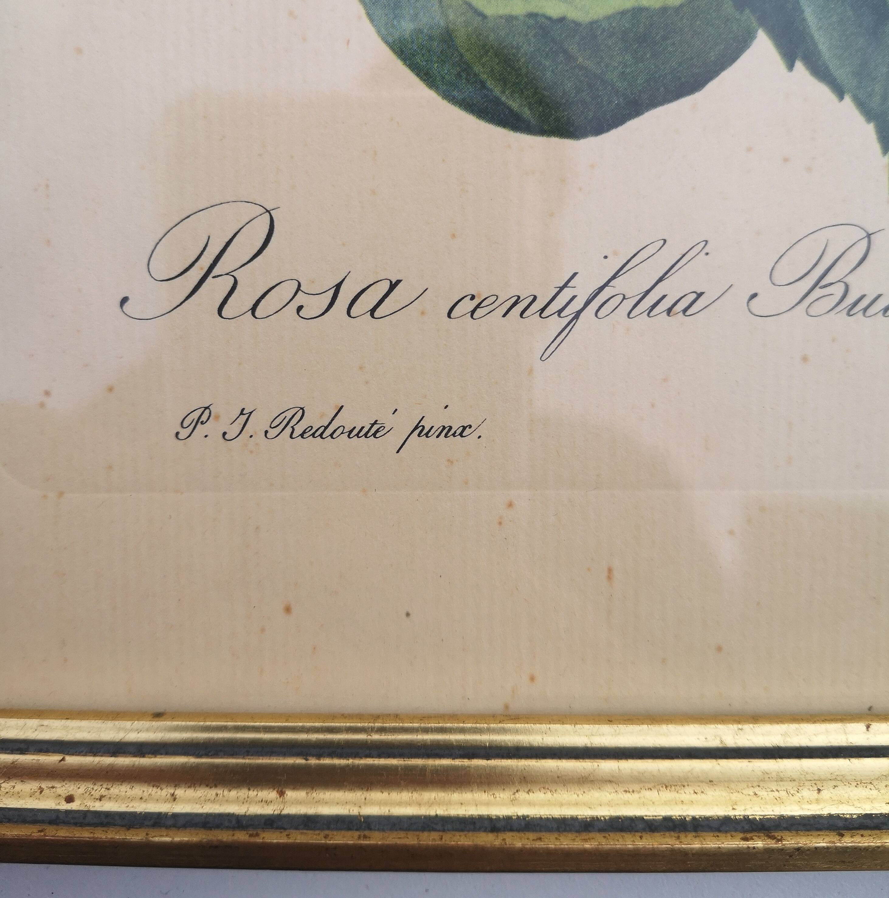 Framed lithograph by Pierre-Joseph Redouté