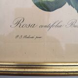 Framed lithograph by Pierre-Joseph Redouté