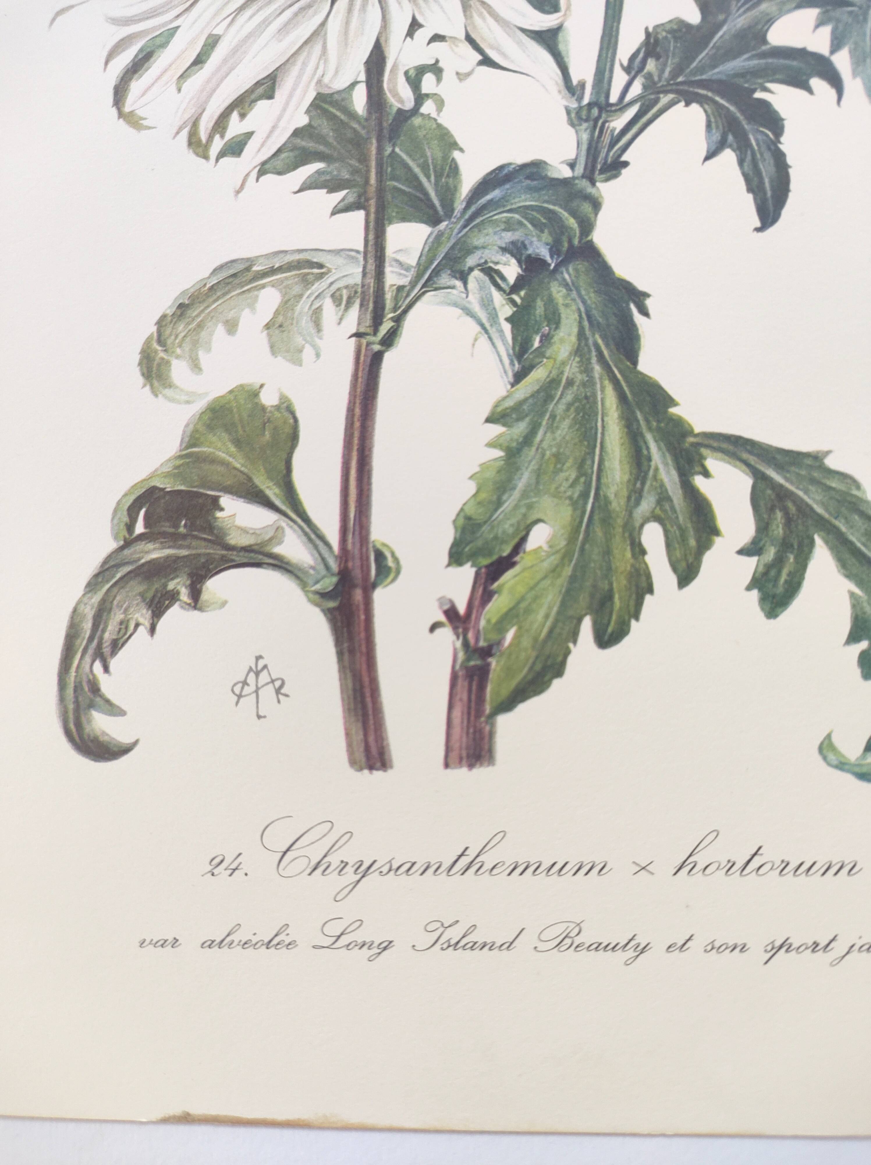 Vintage botanical plate from 1962 - Honeycomb Chrysanthemum - Plant engraving - Watercolor M.Rollinat