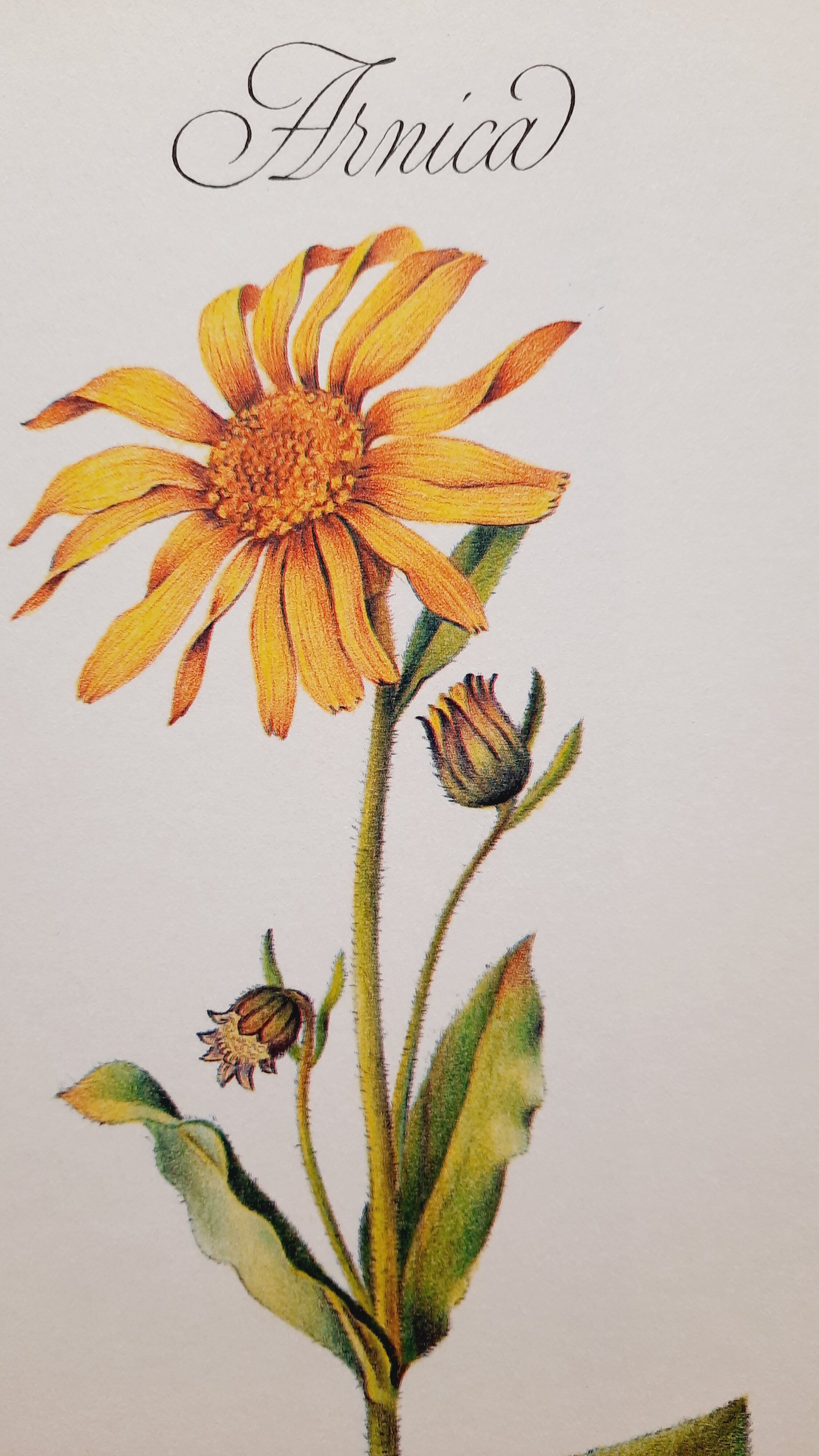 Planche botanique Arnica