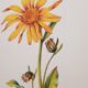 Planche botanique Arnica