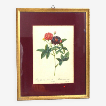 Van-eden rose lithograph