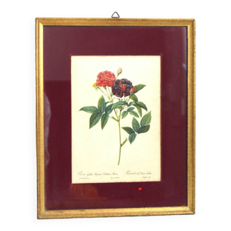 Van-eden rose lithograph