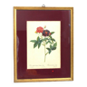 Van-eden rose lithograph