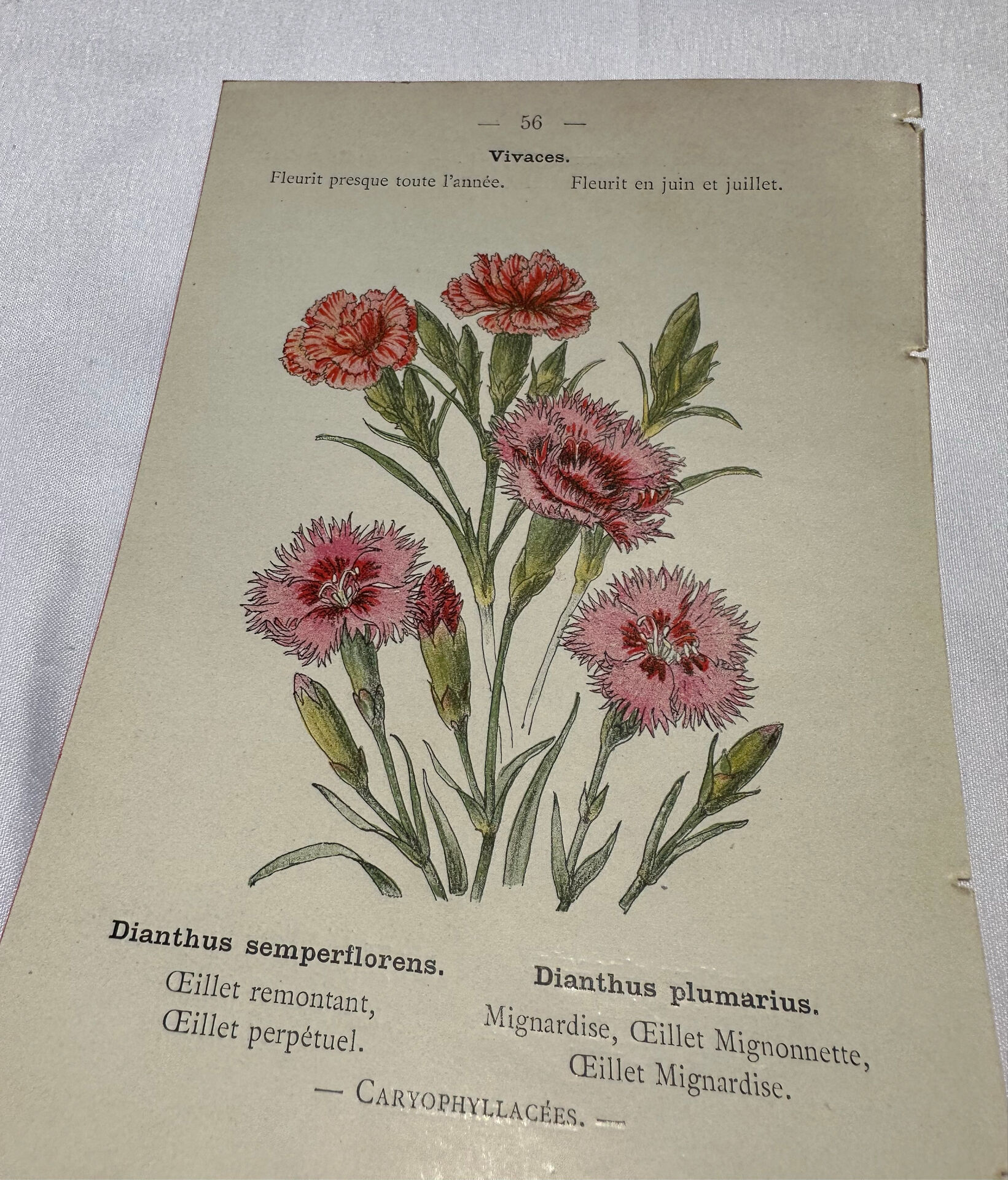 Planche botanique Gravure Fleur Plante 19eme double face colorée