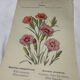 Planche botanique Gravure Fleur Plante 19eme double face colorée