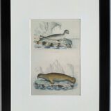 Original zoological board " seal & morse " - buffon 1840