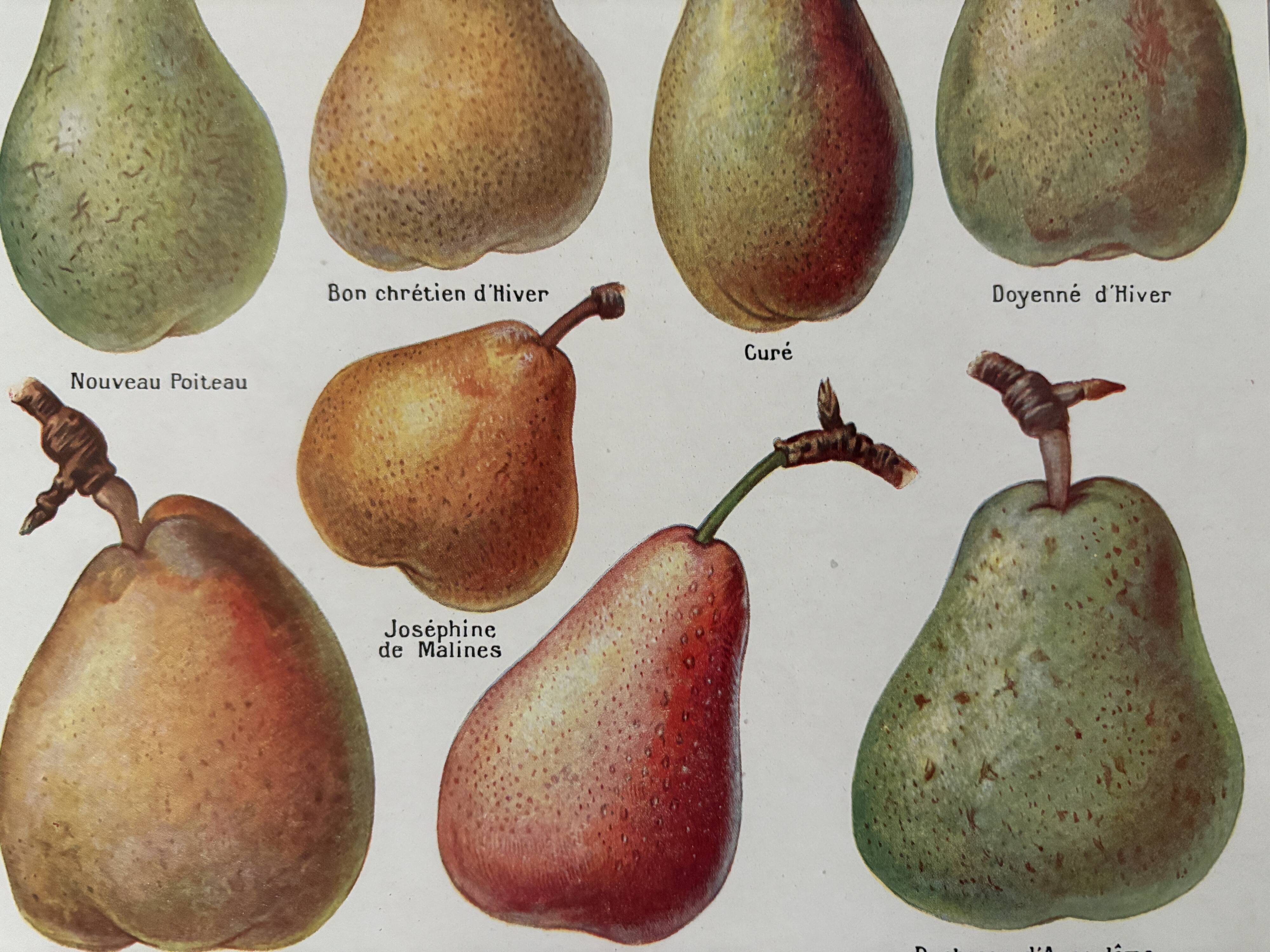 Lithograph of pears - 1920